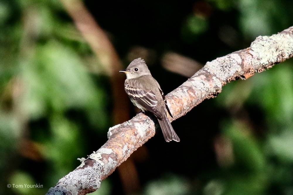 Tom Younkin, kingbirder.com
